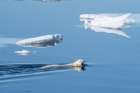 Norway, Svalbard. Polar bear swimming between ice floes in Arctic Ocean. Art Print